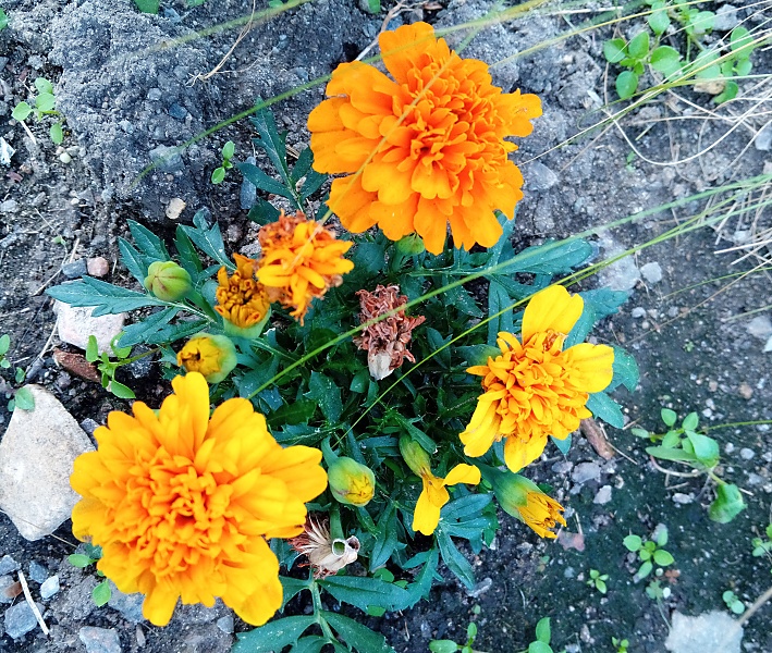 11-aksamitnik - Tagetes patula.jpg